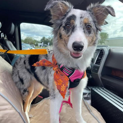 Félsz, hogy kutyád autóban vagy sétálás közben elszabadul? 🐶🚗 🐾 Kétfunkciós kutyás biztonsági öv és póráz